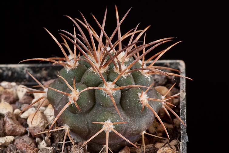 Gymnocalycium catamarcense v. schmidianum P 218